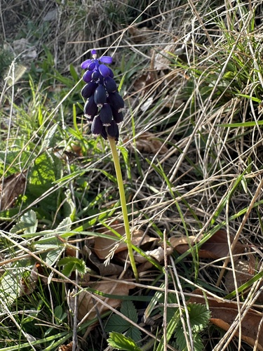 Grape hyacinth