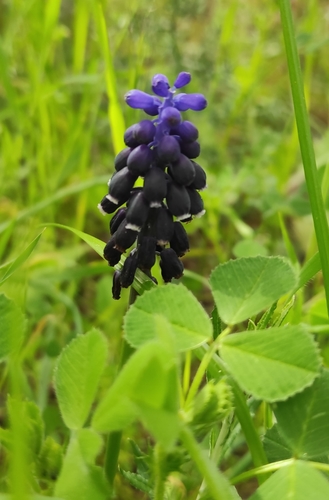 Grape hyacinth