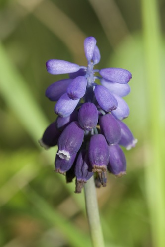 Grape hyacinth
