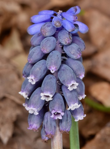 Grape hyacinth