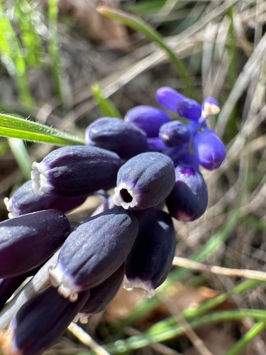 Grape hyacinth