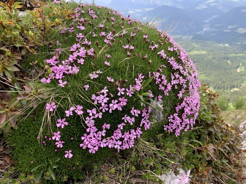 Moss Campion