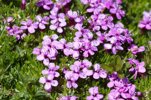 Moss Campion