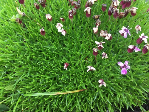 Moss Campion
