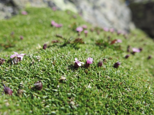 Moss Campion