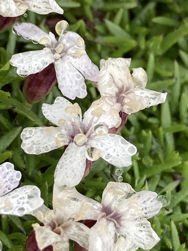 Moss Campion