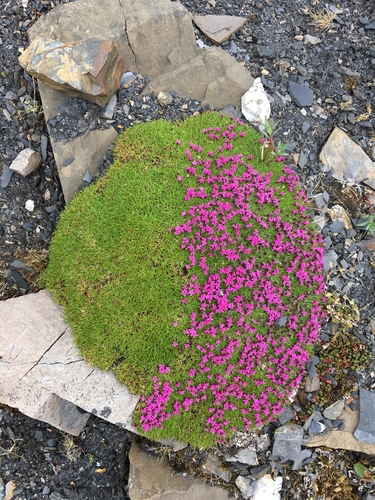 Moss Campion