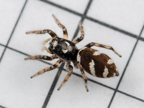 Zebra Jumping Spider