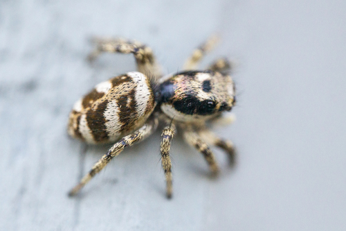 Zebra Jumping Spider
