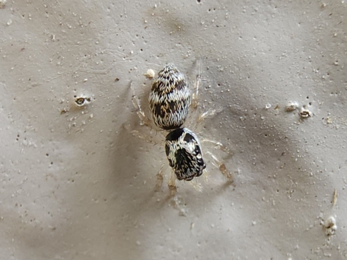 Zebra Jumping Spider