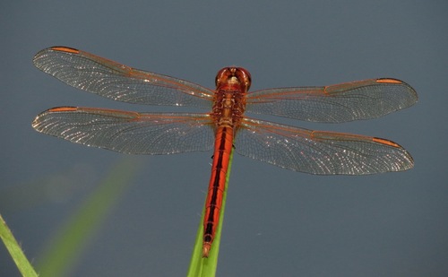 Needham's Skimmer