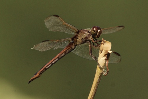 Needham's Skimmer