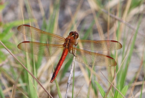 Needham's Skimmer