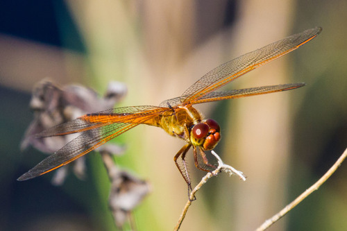 Needham's Skimmer