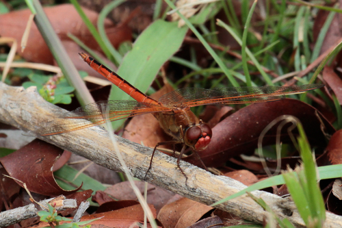 Needham's Skimmer