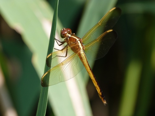 Needham's Skimmer