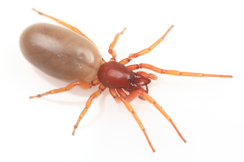 Woodlouse Spider