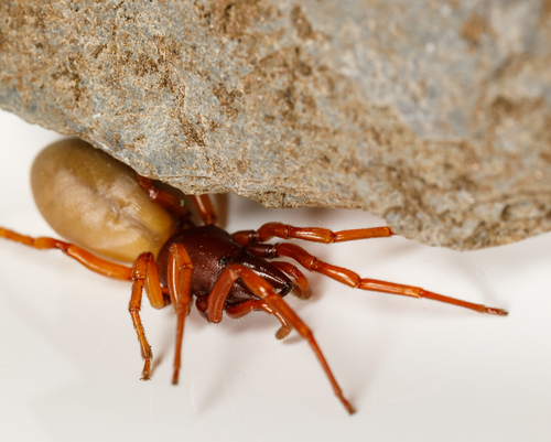 Woodlouse Spider