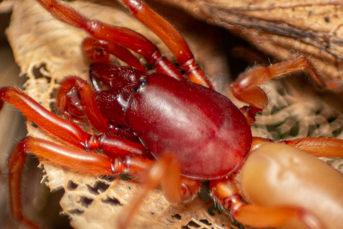 Woodlouse Spider