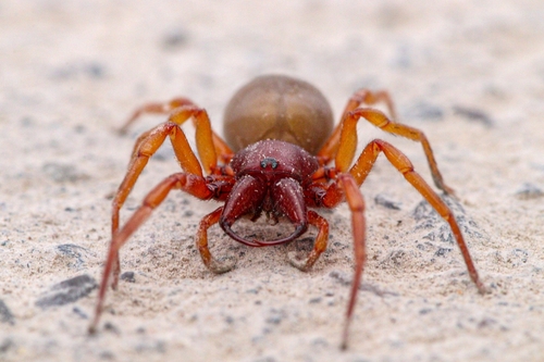 Woodlouse Spider
