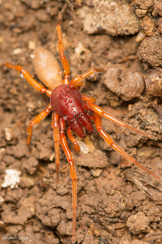 Woodlouse Spider