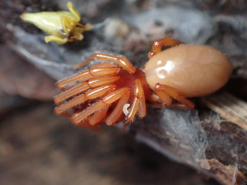 Woodlouse Spider