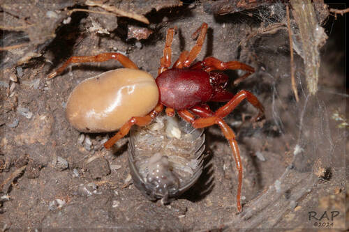 Woodlouse Spider