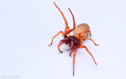 Woodlouse Spider