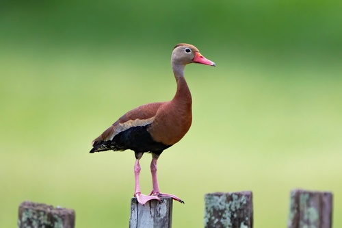 Black-bellied Whistling-Duck