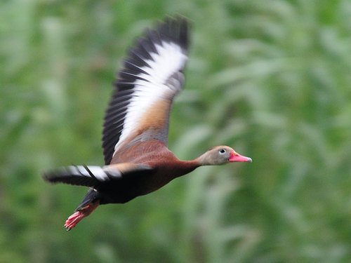 Black-bellied Whistling-Duck