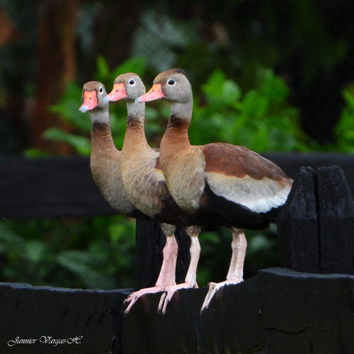 Black-bellied Whistling-Duck