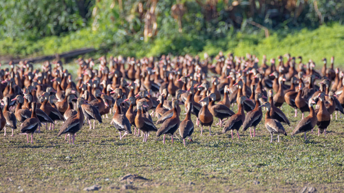 Black-bellied Whistling-Duck