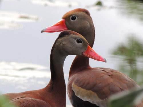 Black-bellied Whistling-Duck