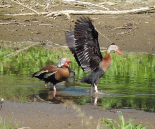 Black-bellied Whistling-Duck