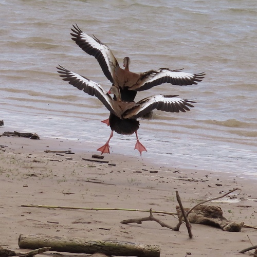 Black-bellied Whistling-Duck