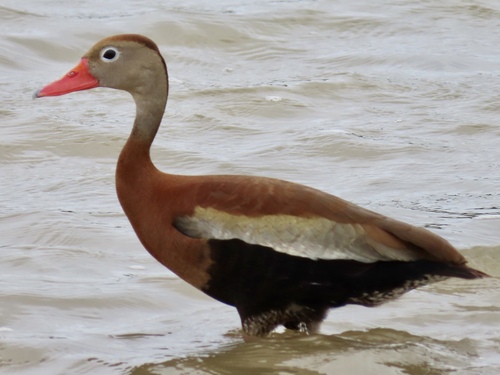 Black-bellied Whistling-Duck
