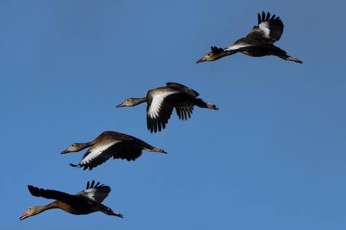 Black-bellied Whistling-Duck