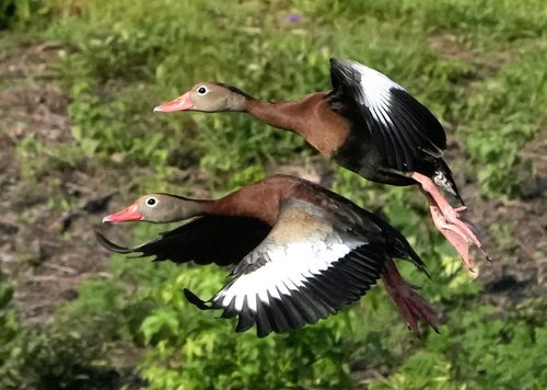 Black-bellied Whistling-Duck
