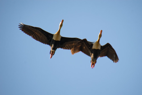 Black-bellied Whistling-Duck