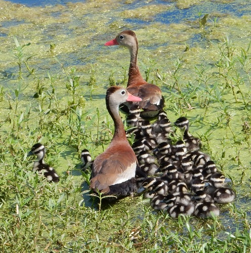 Black-bellied Whistling-Duck