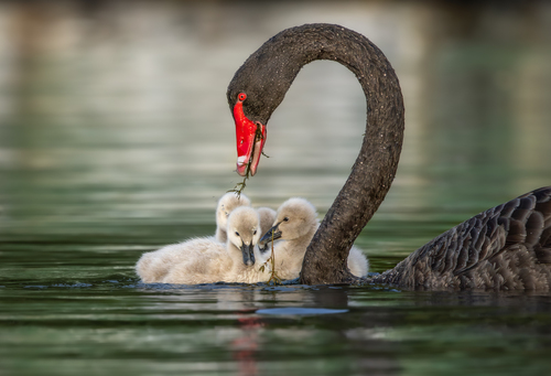 Black Swan