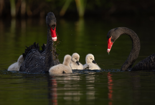 Black Swan