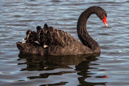 Black Swan