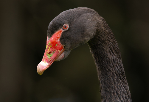 Black Swan