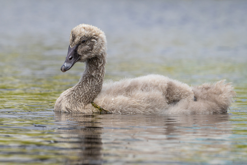 Black Swan