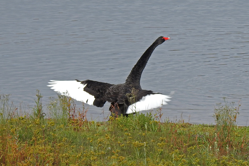 Black Swan