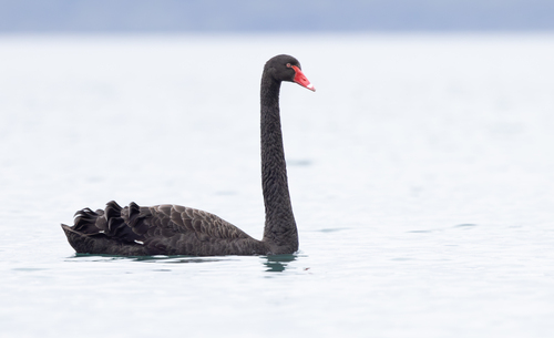 Black Swan