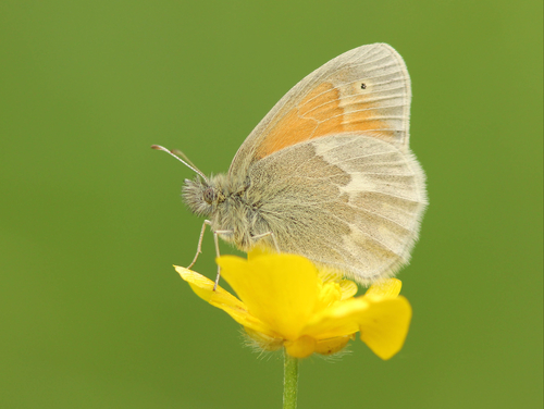 Common Ringlet