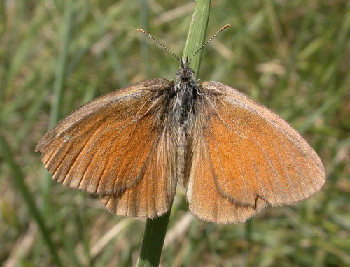 Common Ringlet