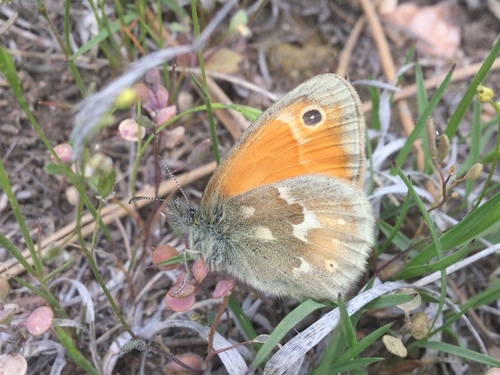 Common Ringlet